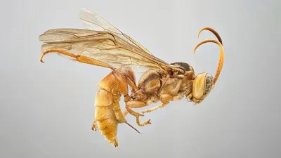 Оса лесная (Dolichovespula sylvestris) - Picture Insect
