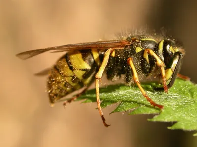 Как избавиться от назойливой осы на природе: три простых совета - 24  сентября, 2019 Популярное «Кубань 24»