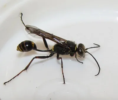Почему нас атакуют осы и шершни