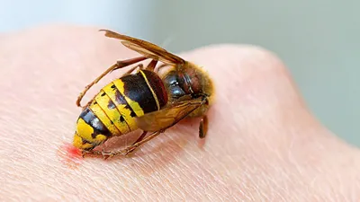 Земляные осы – особенности биологии вида насекомых