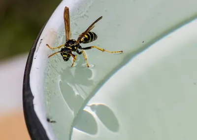 Клещи, комары, осы – чем опасны и что делать при укусах