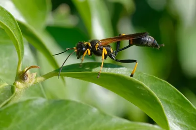 Оса обыкновенная (Vespula vulgaris) - Picture Insect