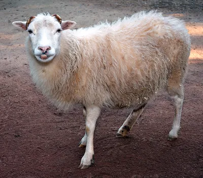 Овца — Википедия