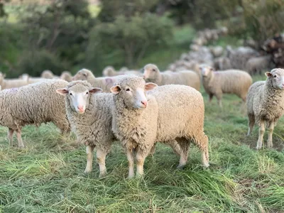 Стадо овец в Греции случайно съело 100 килограммов конопли — Сноб