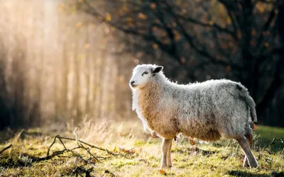 Казахстанцев пугают фейком о скрещивании овцы и свиньи | Inbusiness.kz