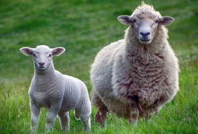 Эксплуатация: овцы и бараны