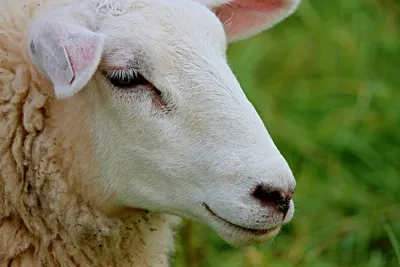 Как дикие овцы избавляются от лишней шерсти? | УДИВИТЕЛЬНОЕ РЯДОМ | Дзен