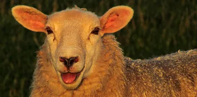 Овцы стоковое фото ©jareso 2346380