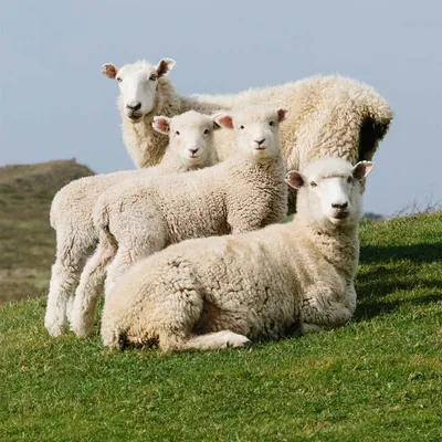 Ладумская овца: Мы берём кредиты на машины, а африканцы — на овец. Один  барашек этой породы стоит как квартира. За что такая цена? | Пикабу