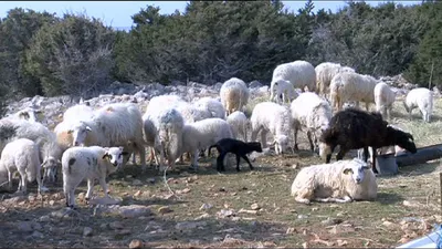 Валлисские черноносые овцы — Latifundist.com
