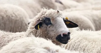 Хорватия: уникальные овцы с острова Паг | Euronews