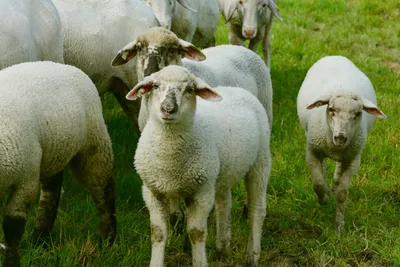 В Киргизии вывели новую породу мясо-сальных овец - Российская газета