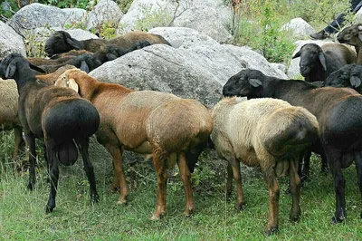 Как запустить желудок у овцы: как помочь овцам при остановке рубца |  Информационное агентство «Время Н»