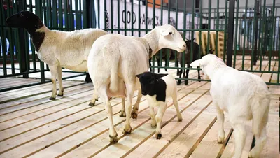 Белые овцы · Бесплатные стоковые фото