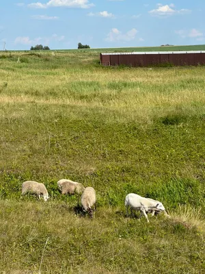 Овцы породы Меринос и Романовские, цена Договорная купить в Ганцевичах на  Куфаре - Объявление №217156258