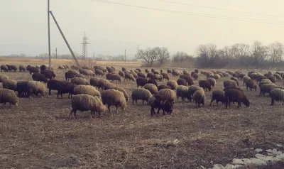 Sheep. Овцы. PNG. | Иллюстрации с животными, Овечье искусство, Картины в  стиле абстрактного искусства