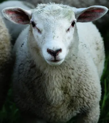 Бесплатные овцы стоковые фотографии | FreeImages