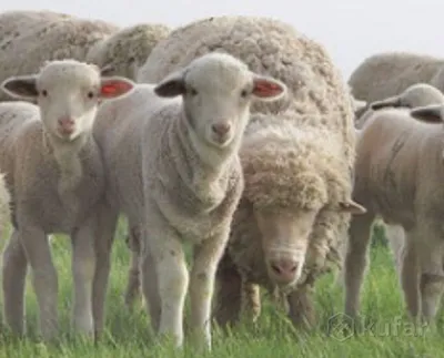 Симпатичные смешные овцы на ферме :: Стоковая фотография :: Pixel-Shot  Studio