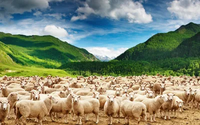 Как правильно разводить овец - Советы и особенности | «Электропастух»