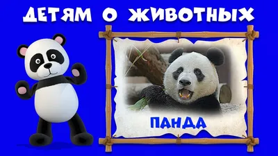 Photo Kung Fu Panda Pandas Cubs bear 3 Music 4800x3800