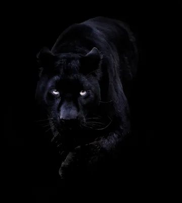 Фото Идущая пантера на черном фоне