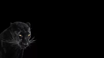 черный леопард на темном фоне, картинка черная пантера фон картинки и Фото  для бесплатной загрузки