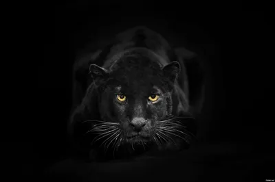 Черная пантера в полный рост на …» — создано в Шедевруме
