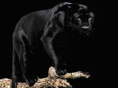 Чёрная пантера стоковое фото. изображение насчитывающей головка - 157995434