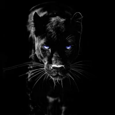 Создать мем \"черный ягуар, тема черная пантера, пантера картина\" - Картинки  - Meme-arsenal.com