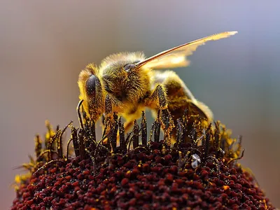 Картинка Пчелы фотографии
