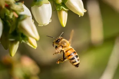 Пчела Пчелы Милый - Бесплатное изображение на Pixabay - Pixabay
