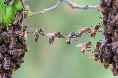 Синеполосая пчела • Анастасия Шешукова • Научная картинка дня на  «Элементах» • Энтомология