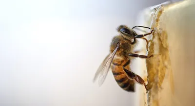 Дикие пчелы на даче: можно ли отпугнуть самостоятельно?