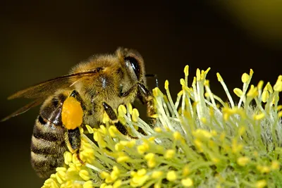 Удар по генетике\". Чем грозит человечеству стремительное вымирание пчел -  РИА Новости, 17.11.2022