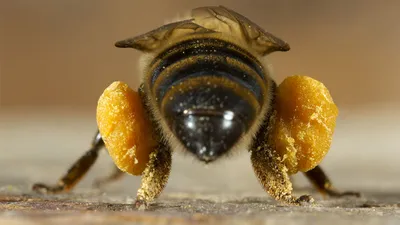Как изменится мир с исчезновением пчел - Российская газета