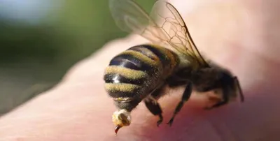 Медоносные пчелы плохо справились с опылением американских растений. Визиты  этих насекомых чаще приводят к самоопылению