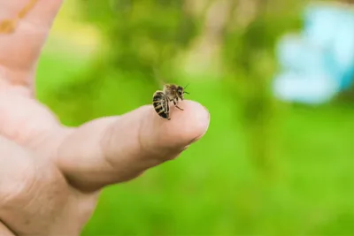 Ученые обнаружили, что «кабачковые» пчелы выиграли от сельского хозяйства -  Газета.Ru | Новости