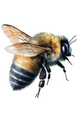 Символизм и духовное значение пчелы | 𝐃𝐨𝐛𝐫𝐨𝐦𝐢𝐫 𝐑𝐚𝐢𝐧𝐬𝐤𝐲 | Дзен