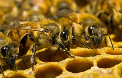 Кому после укуса пчелы нужна медпомощь - мнение врача