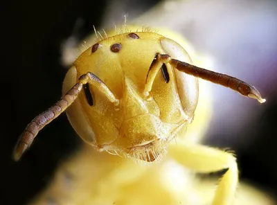 Почему жалит пчела? ➤ Интернет-магазин Vashapasika