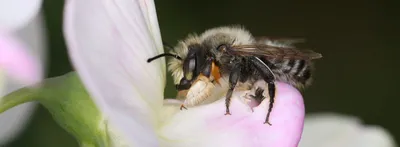 Bees. Пчёлы. PNG. | Рисунок, Пчела, Графический дизайн