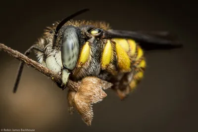 Дикие пчелы - город Бургхаузен