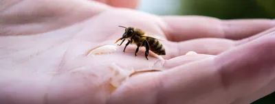 Удивительные пчелы - Крым загадочный - ЦБС для детей г. Севастополя