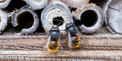 NASA: по законам физики пчелы не должны летать, но пчелы об этом не знают.  Правда? - Factcheck