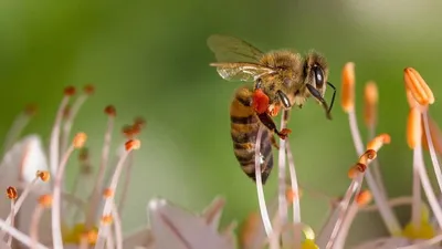 Спасите пчел и фермеров: 10 вещей, которые помогут защитить пчел - Slow Food