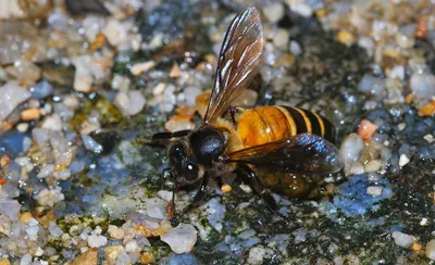 Простой рисунок пчелы - 75 фото