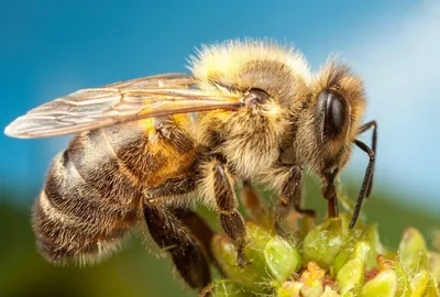 Почему пчелы необходимы людям и планете