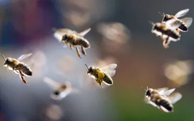 Почему пчелы гибнут после укуса | Pasichnyk