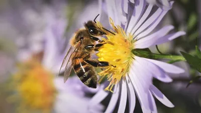 Гигантская пчела (Apis dorsata) - Picture Insect
