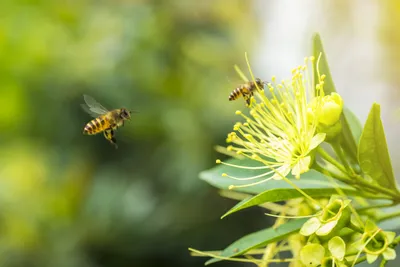 Самые опасные пчёлы | промтех | Дзен